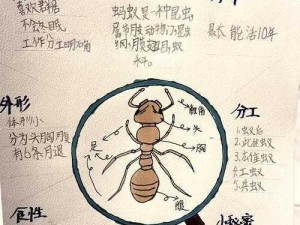 蚂蚁手打：揭秘勤劳生物背后的故事，探寻微小力量中的坚韧与智慧