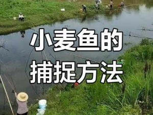 捕鱼来了：高手心得分享，实战策略助你轻松掌握捕鱼技巧，高分攻略在此揭秘