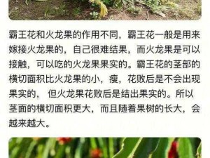 霸王花与火龙果：果实之谜的探索