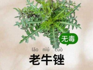 老牛嫩草一二三产品区别免费对外开放 老牛嫩草一二三产品区别，免费对外开放？