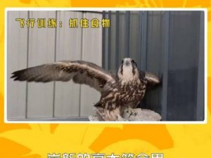 精心呵护的猎隼：从捕获到养护的全程指南