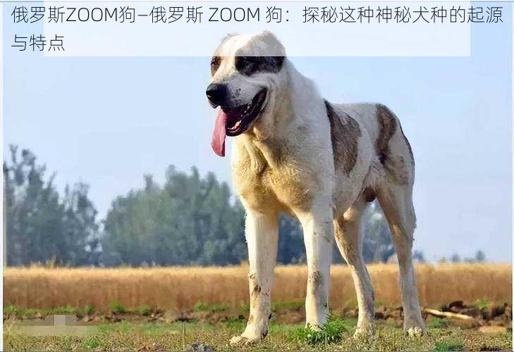 俄罗斯ZOOM狗—俄罗斯 ZOOM 狗：探秘这种神秘犬种的起源与特点