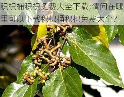 积枳桶积枳免费大全下载;请问在哪里可以下载积枳桶积枳免费大全？