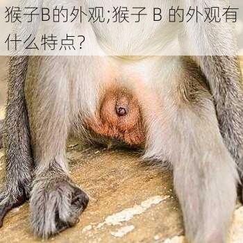 猴子B的外观;猴子 B 的外观有什么特点？