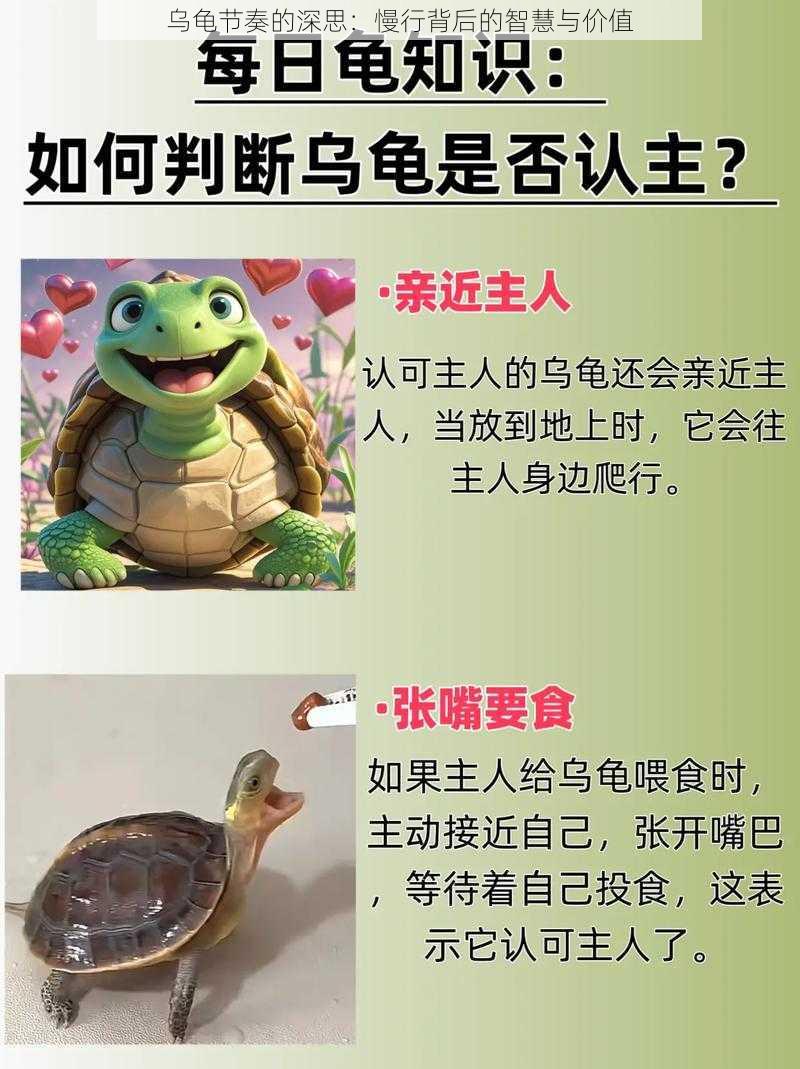 乌龟节奏的深思：慢行背后的智慧与价值