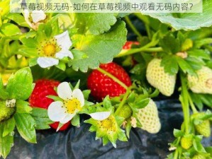 草莓视频无码-如何在草莓视频中观看无码内容？