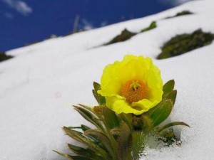 野花日本韩国大全观看 7：收录了日本、韩国两地的野花资源，让你一次看个够