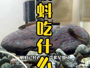 51蝌蚪在线精品视频、51 蝌蚪在线精品视频：畅享无尽精彩