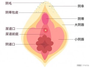 大陰蒂BBwBBB大陰唇(大陰蒂 BBwBBB 大陰唇：探索女性性器官的奥秘)