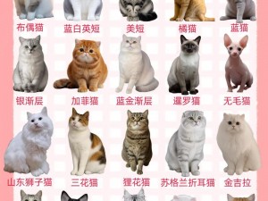 全面解析猫界珍稀品种：不同猫种的特色介绍大全