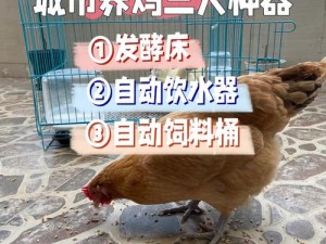 现代社会健康考量下的原因揭秘：为何不推荐在城市养鸡的原因解析与观点解读