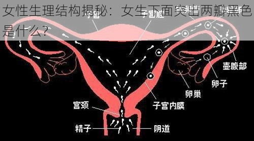 女性生理结构揭秘：女生下面突出两瓣黑色是什么？