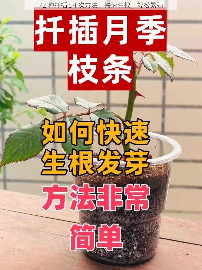 72 种扦插 54 次方法：快速生根，轻松繁殖