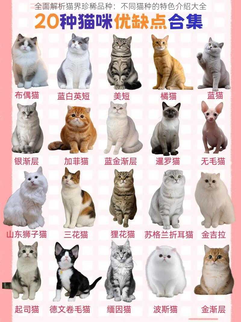 全面解析猫界珍稀品种：不同猫种的特色介绍大全