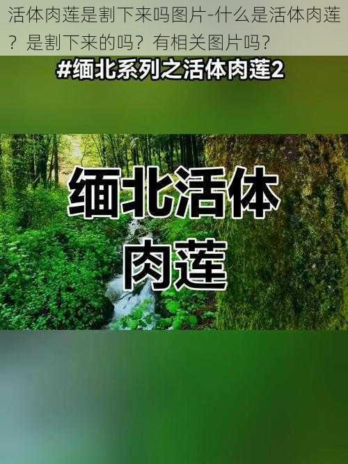 活体肉莲是割下来吗图片-什么是活体肉莲？是割下来的吗？有相关图片吗？